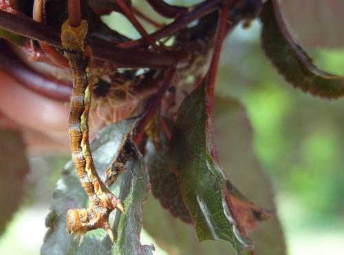 Erannis defoliaria
